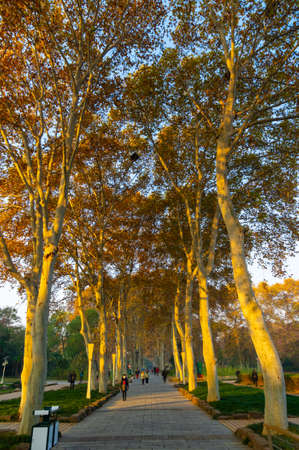 Hubei Wuhan Liberation Park late autumn sceneryの写真素材