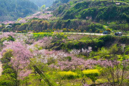 Spring scenery of Baoan Lake and Zhaoshan Forest Park in Huangshi, Hubeiの写真素材