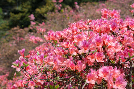 Spring scenery of Huangpi Mulan Yunwu Mountain in Wuhan, Hubeiの写真素材