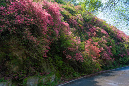 Spring scenery of Huangpi Mulan Yunwu Mountain in Wuhan, Hubeiの写真素材