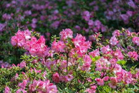Spring scenery of Huangpi Mulan Yunwu Mountain in Wuhan, Hubeiの写真素材