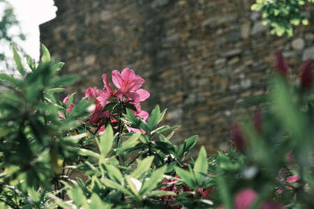 Spring scenery of Huangpi Mulan Yunwu Mountain in Wuhan, Hubeiの写真素材