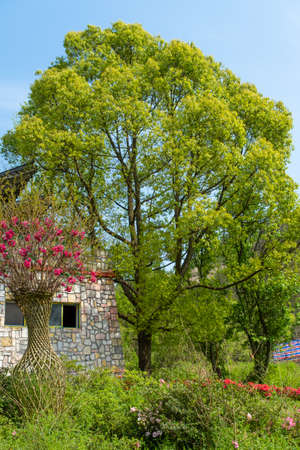 Spring scenery of Huangpi Mulan Yunwu Mountain in Wuhan, Hubeiのeditorial素材