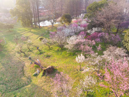 Spring plum blossoms and park scenery in East Lake Plum Garden, Wuhan, Hubeiの写真素材