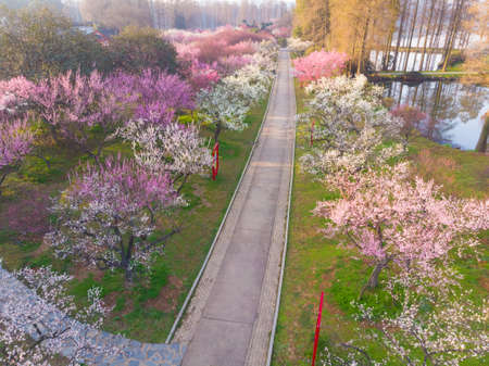 Spring plum blossoms and park scenery in East Lake Plum Garden, Wuhan, Hubeiの写真素材