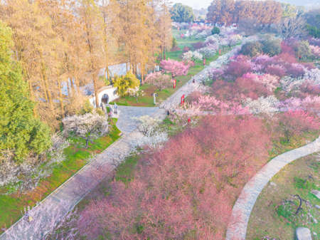 Spring plum blossoms and park scenery in East Lake Plum Garden, Wuhan, Hubeiの写真素材