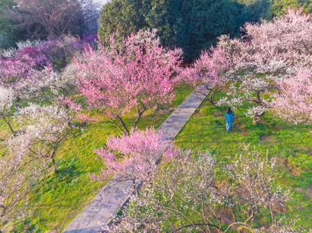 Spring plum blossoms and park scenery in East Lake Plum Garden, Wuhan, Hubeiの写真素材