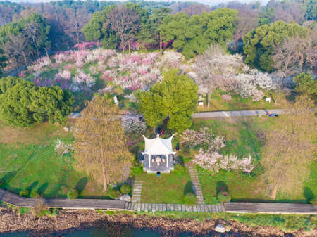 Spring plum blossoms and park scenery in East Lake Plum Garden, Wuhan, Hubeiの写真素材