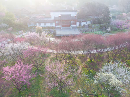 Spring plum blossoms and park scenery in East Lake Plum Garden, Wuhan, Hubeiの写真素材