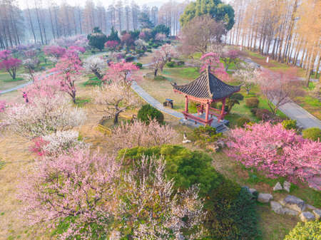 Spring plum blossoms and park scenery in East Lake Plum Garden, Wuhan, Hubeiの写真素材