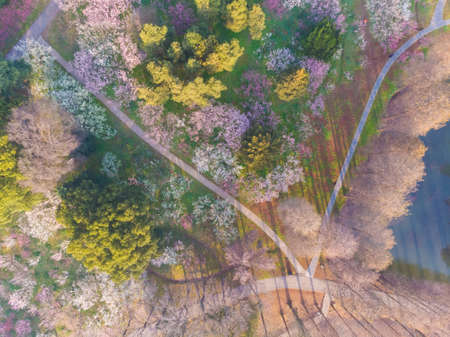 Spring plum blossoms and park scenery in East Lake Plum Garden, Wuhan, Hubeiの写真素材