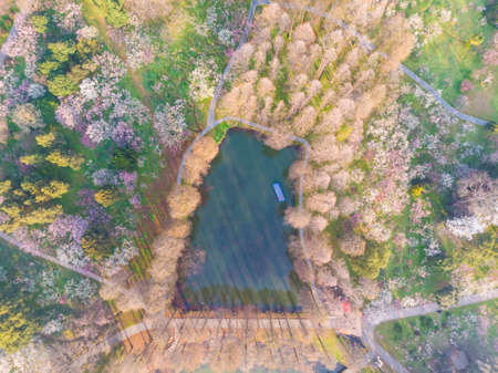Spring plum blossoms and park scenery in East Lake Plum Garden, Wuhan, Hubeiの写真素材