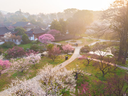 Spring plum blossoms and park scenery in East Lake Plum Garden, Wuhan, Hubeiの写真素材