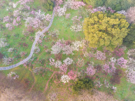 Spring plum blossoms and park scenery in East Lake Plum Garden, Wuhan, Hubeiの写真素材