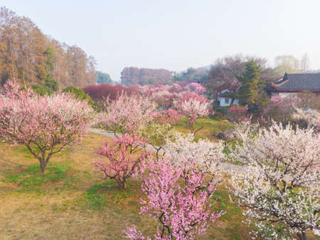 Spring plum blossoms and park scenery in East Lake Plum Garden, Wuhan, Hubeiの写真素材