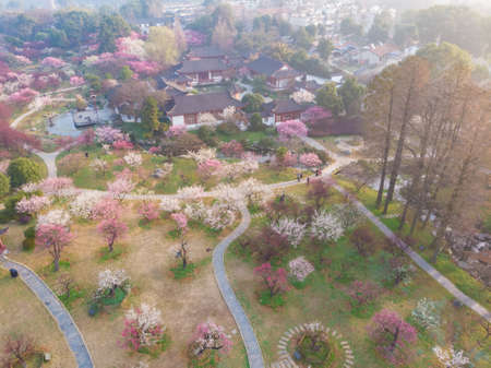 Spring plum blossoms and park scenery in East Lake Plum Garden, Wuhan, Hubeiの写真素材