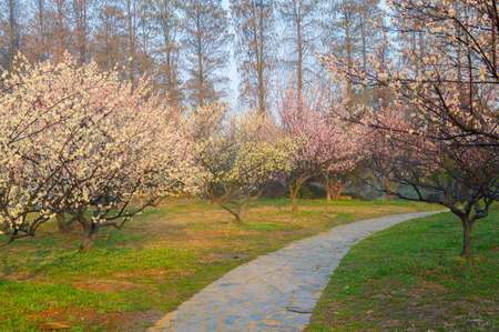 Spring plum blossoms and park scenery in East Lake Plum Garden, Wuhan, Hubeiの写真素材