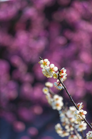 Spring plum blossoms and park scenery in East Lake Plum Garden, Wuhan, Hubeiの写真素材
