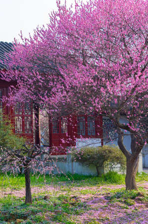 Spring plum blossoms and park scenery in East Lake Plum Garden, Wuhan, Hubeiの写真素材
