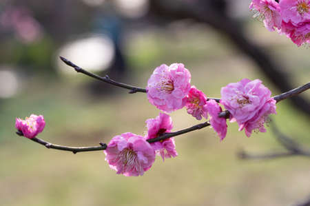 Spring plum blossoms and park scenery in East Lake Plum Garden, Wuhan, Hubeiの写真素材