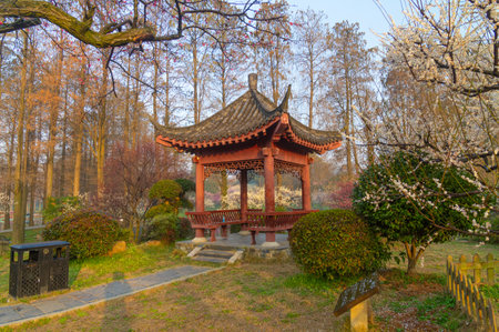 Spring plum blossoms and park scenery in East Lake Plum Garden, Wuhan, Hubeiの写真素材