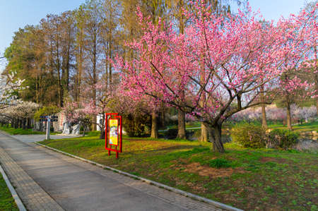 Spring plum blossoms and park scenery in East Lake Plum Garden, Wuhan, Hubeiの写真素材