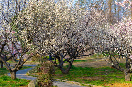 Spring plum blossoms and park scenery in East Lake Plum Garden, Wuhan, Hubeiの写真素材