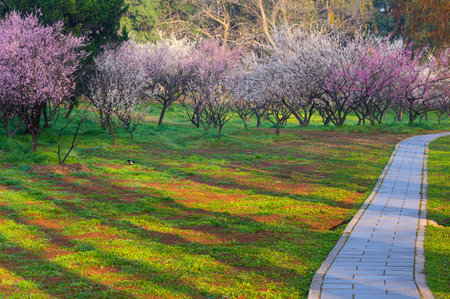 Spring plum blossoms and park scenery in East Lake Plum Garden, Wuhan, Hubeiの写真素材