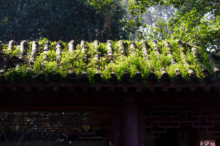 Spring plum blossoms and park scenery in East Lake Plum Garden, Wuhan, Hubeiの写真素材