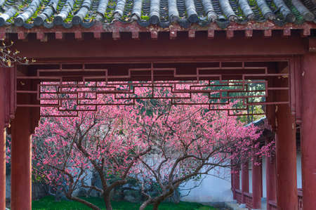 Spring plum blossoms and park scenery in East Lake Plum Garden, Wuhan, Hubeiの写真素材