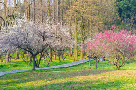 Spring plum blossoms and park scenery in East Lake Plum Garden, Wuhan, Hubeiの写真素材