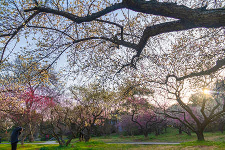 Spring plum blossoms and park scenery in East Lake Plum Garden, Wuhan, Hubeiの写真素材