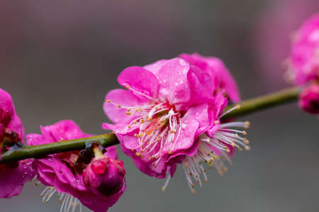 Plum blossoms in spring in Huanghe Tower Park, Wuhan, Hubei