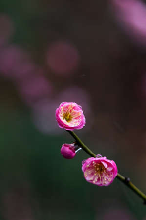 Plum blossoms in spring in Huanghe Tower Park, Wuhan, Hubeiの写真素材