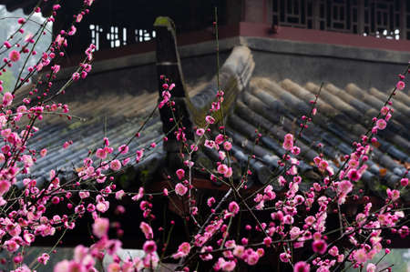 Plum blossoms in spring in Huanghe Tower Park, Wuhan, Hubeiの写真素材