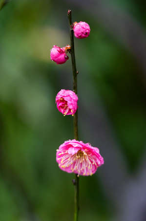 Plum blossoms in spring in Huanghe Tower Park, Wuhan, Hubeiの写真素材
