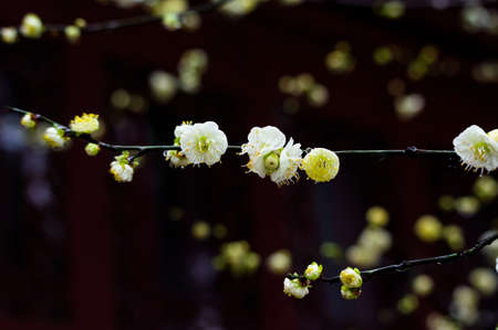 Plum blossoms in spring in Huanghe Tower Park, Wuhan, Hubei