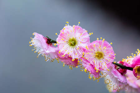 Plum blossoms in spring in Huanghe Tower Park, Wuhan, Hubeiの写真素材