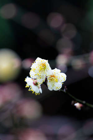 Plum blossoms in spring in Huanghe Tower Park, Wuhan, Hubei