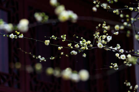 Plum blossoms in spring in Huanghe Tower Park, Wuhan, Hubeiの写真素材