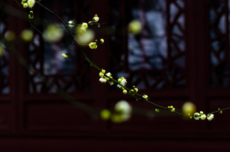 Plum blossoms in spring in Huanghe Tower Park, Wuhan, Hubei
