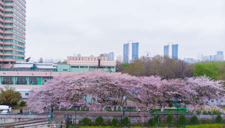 Cherry Blossoms in Hanyang Qingchuan Pavilion, Wuhan, Hubeiの写真素材