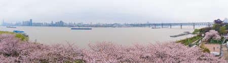 Cherry Blossoms in Hanyang Qingchuan Pavilion, Wuhan, Hubeiの写真素材