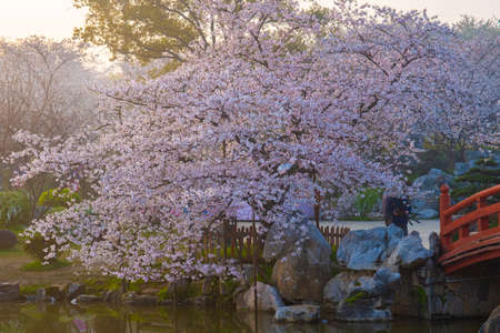 Spring scenery of East Lake Cherry Blossom Garden in Wuhan, Hubeiの写真素材