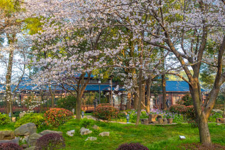 Spring scenery of East Lake Cherry Blossom Garden in Wuhan, Hubeiの写真素材