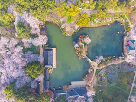 Spring scenery of East Lake Cherry Blossom Garden in Wuhan, Hubeiの写真素材