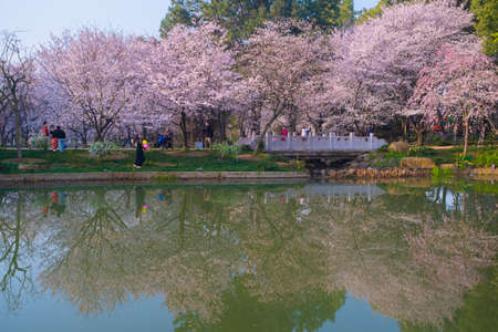 Spring scenery of East Lake Cherry Blossom Garden in Wuhan, Hubeiのeditorial素材
