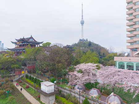 Cherry Blossoms in Hanyang Qingchuan Pavilion, Wuhan, Hubeiのeditorial素材