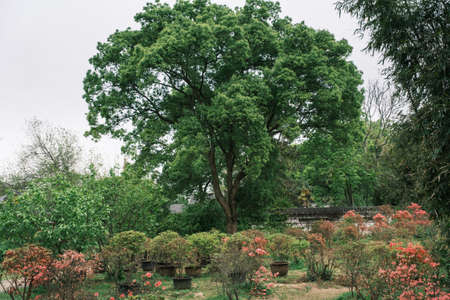 Early spring scenery of Moshan Bonsai Garden in East Lake, Wuhan, Hubei