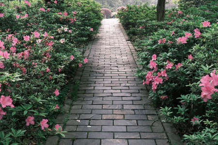 Early spring scenery of Moshan Rhododendron Garden in East Lake, Wuhan, Hubeiの写真素材